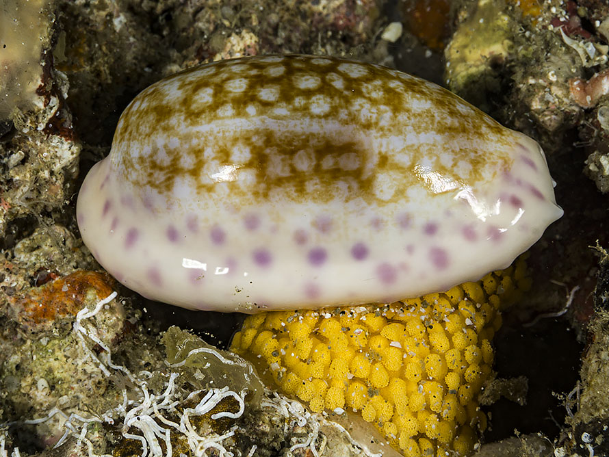 Ovatipsa chinensis
